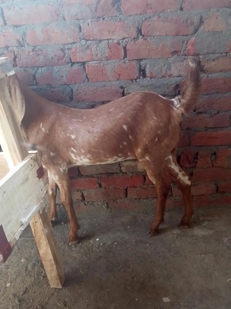 makhi chini +desi cross — photo 2