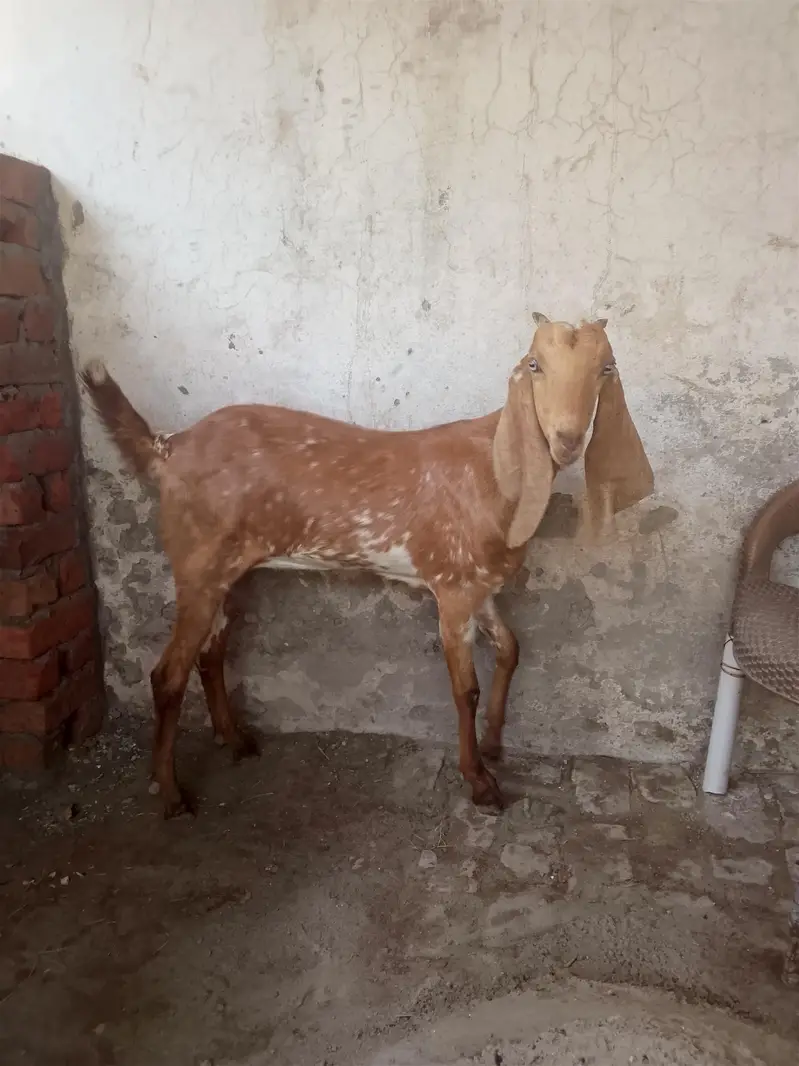 makhi chini +desi cross — photo 3