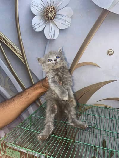 Persian Catoo Male