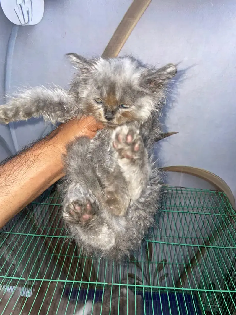 Persian Catoo Male — photo 2