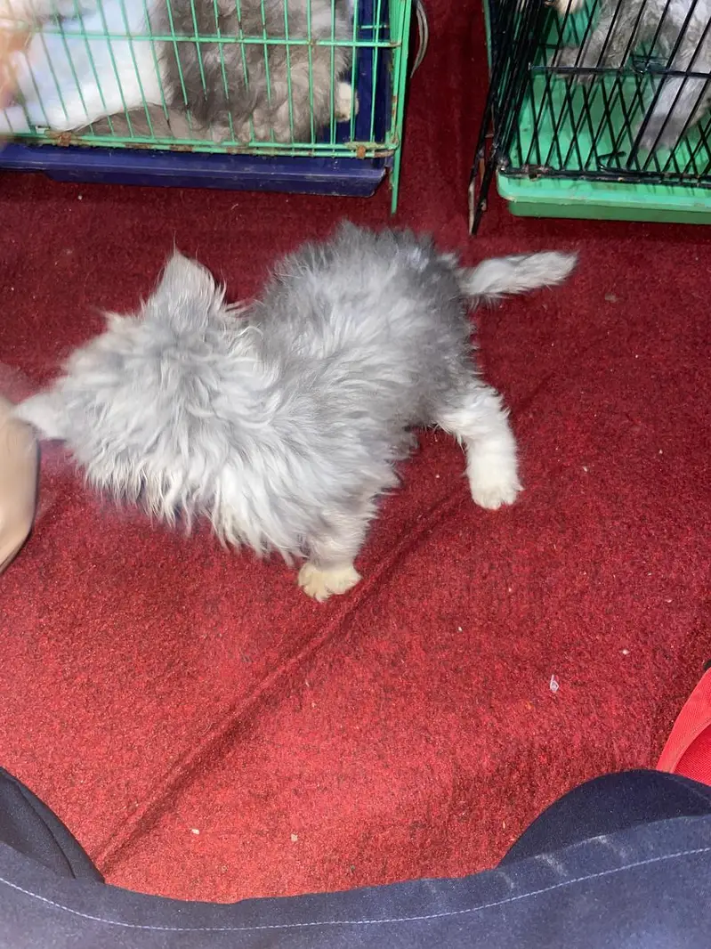 Persian Catoo Male — photo 3