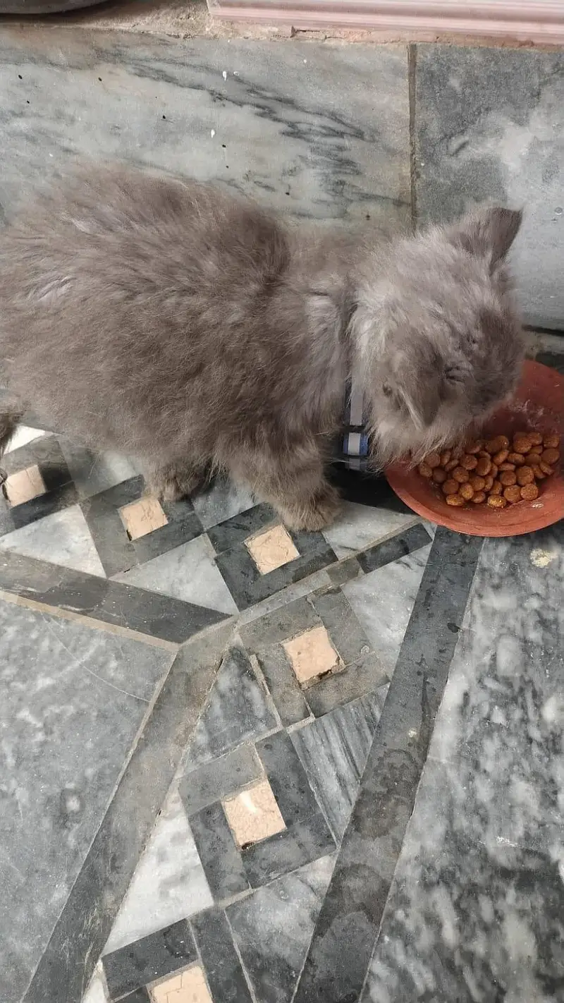 Persian Catoo Male — photo 4