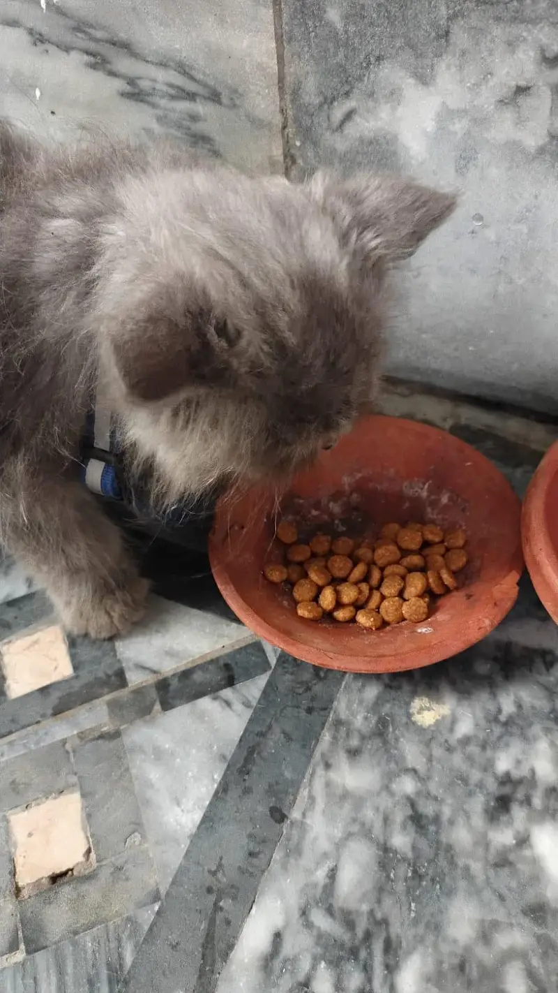Persian Catoo Male — photo 5