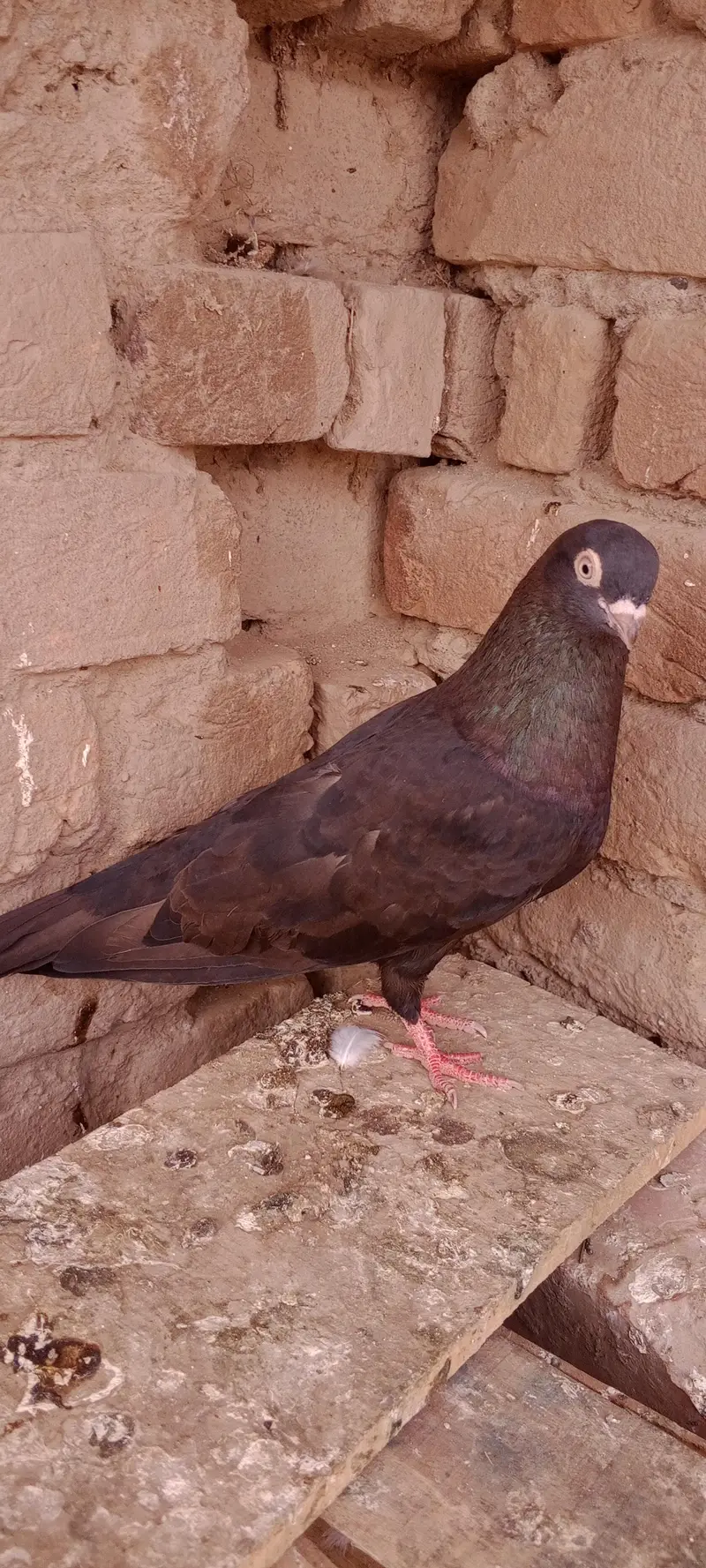 kabooter 400 — photo 12