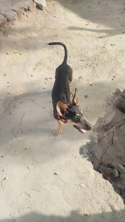 Doberman dog
