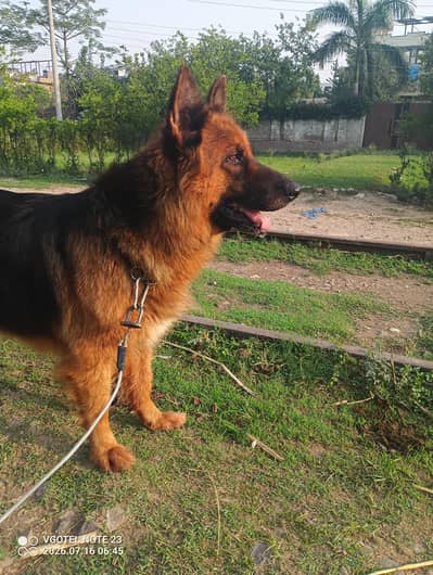 German shepherd Female/Garman Shepard/GSD/GSD Puppies