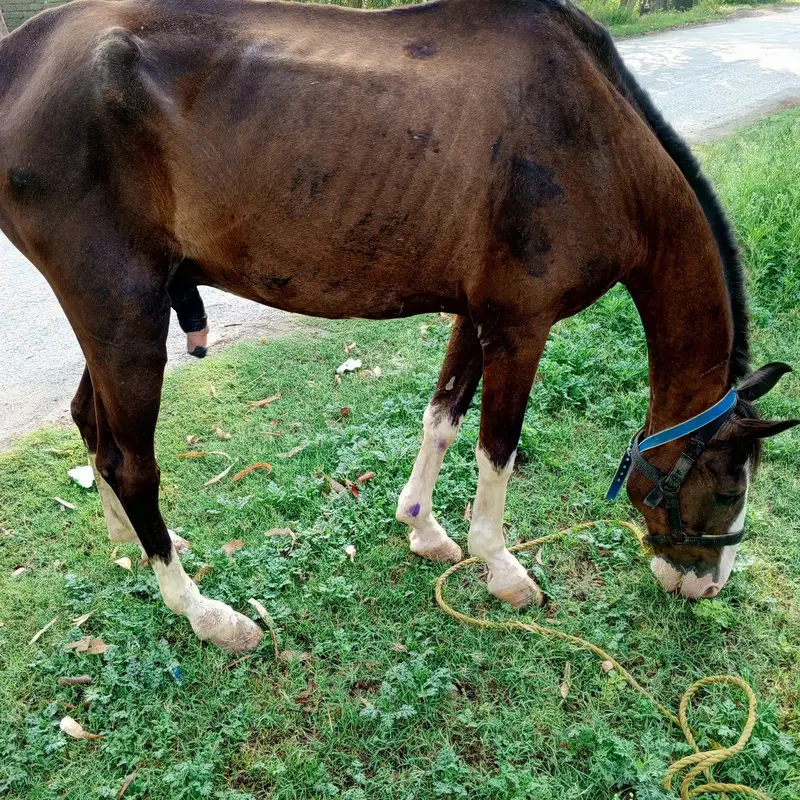 Male horse Breedar gora for sale — photo 2