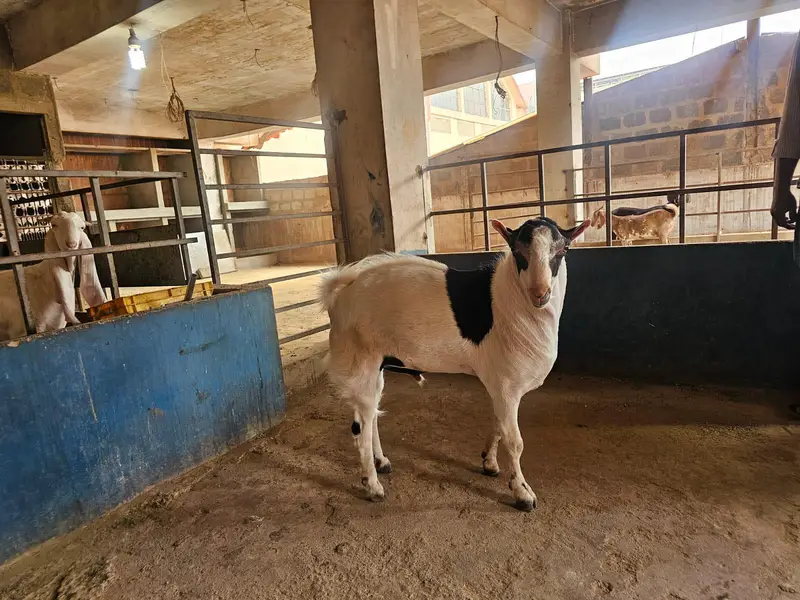 Teedy Breeder — photo 2