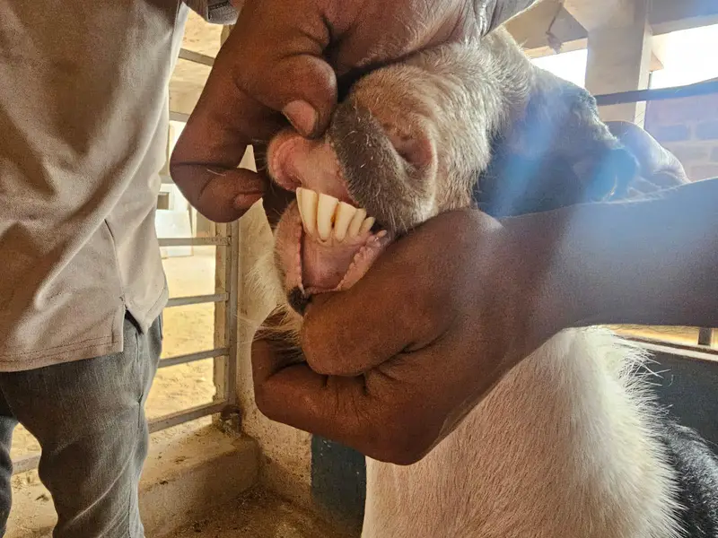 Teedy Breeder — photo 4