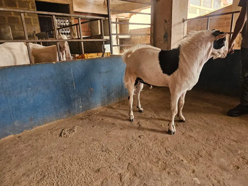 Teedy Breeder — photo 6