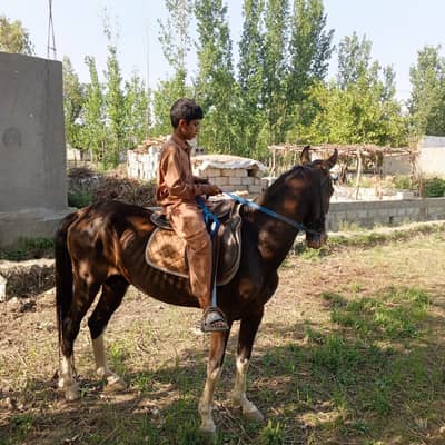 Male horse Breedar gora for sale