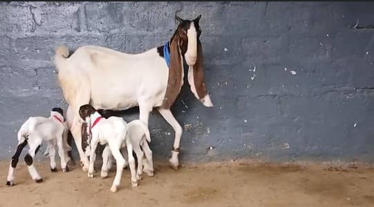 gulabi ablug bakri aur 3 nar
