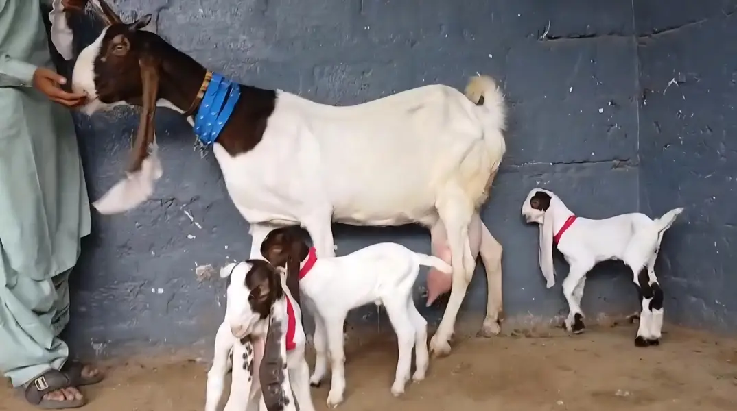 gulabi ablug bakri aur 3 nar — photo 2