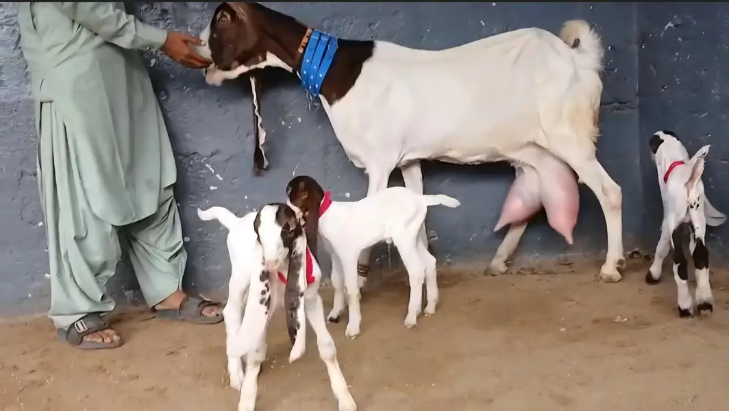 gulabi ablug bakri aur 3 nar — photo 3