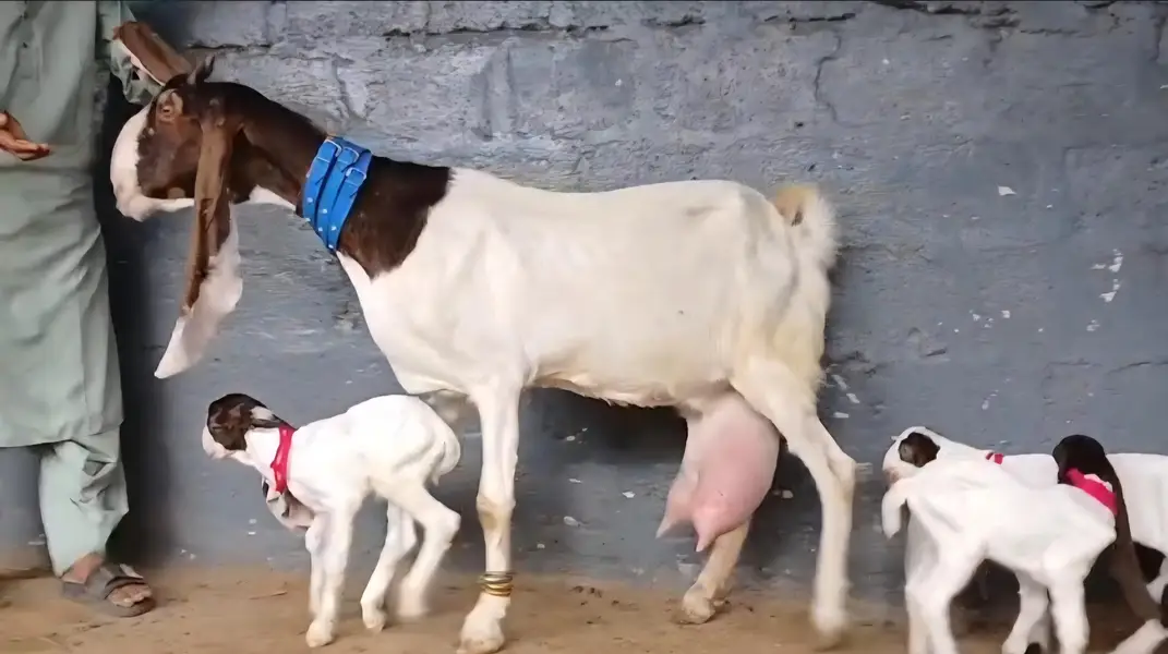 gulabi ablug bakri aur 3 nar — photo 4