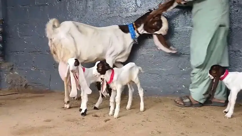 gulabi ablug bakri aur 3 nar — photo 5