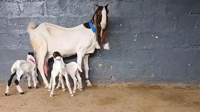 gulabi ablug bakri aur 3 nar — photo 6