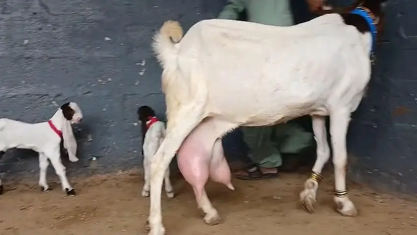 gulabi ablug bakri aur 3 nar — photo 7
