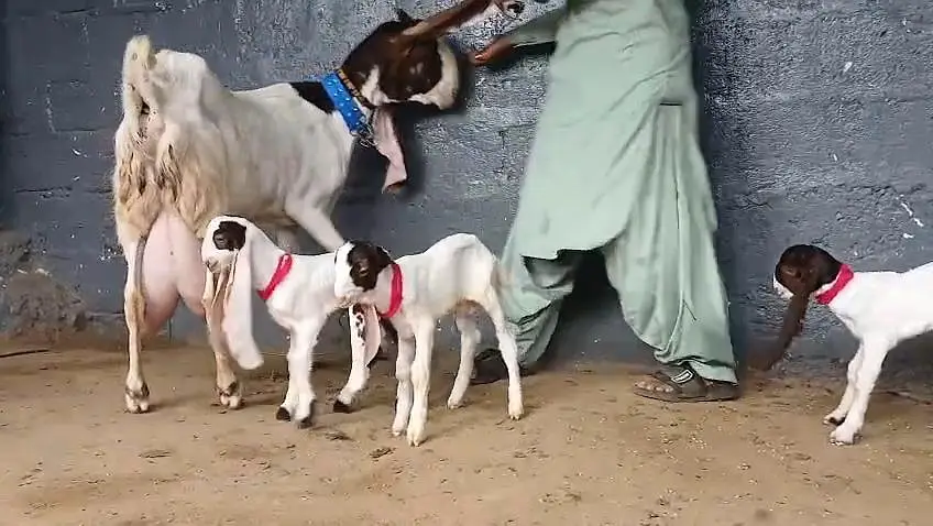 gulabi ablug bakri aur 3 nar — photo 8