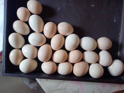 fertile egg whight oh Shamo egg 100% garnty