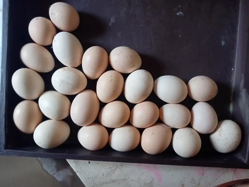 fertile egg whight oh Shamo egg 100% garnty — photo 2