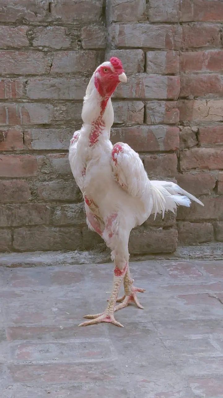fertile egg whight oh Shamo egg 100% garnty — photo 6