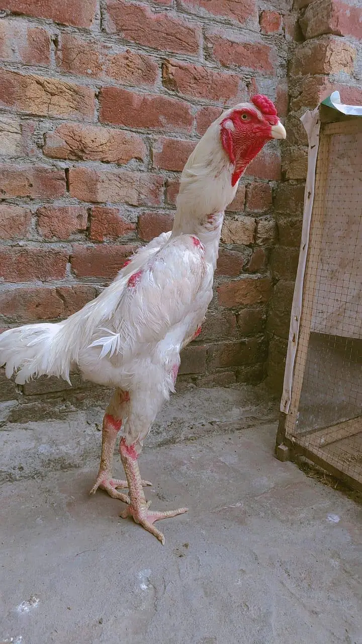 fertile egg whight oh Shamo egg 100% garnty — photo 7