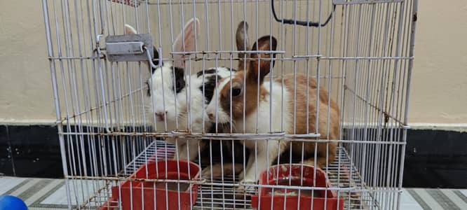 rabits