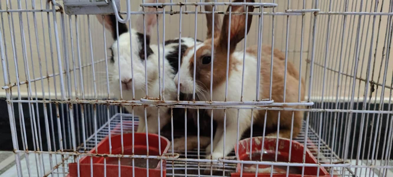 rabits 1