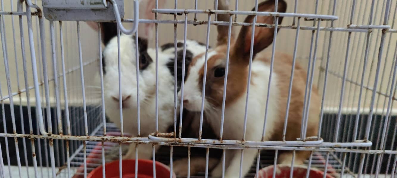 rabits 2