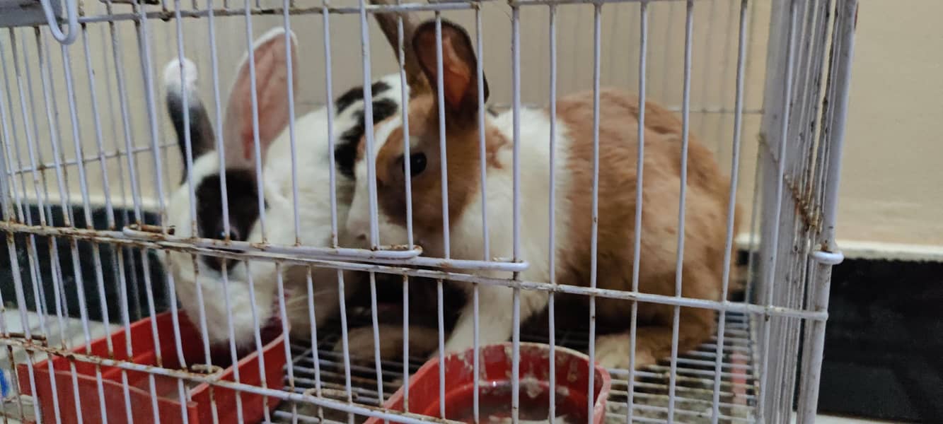 rabits 3