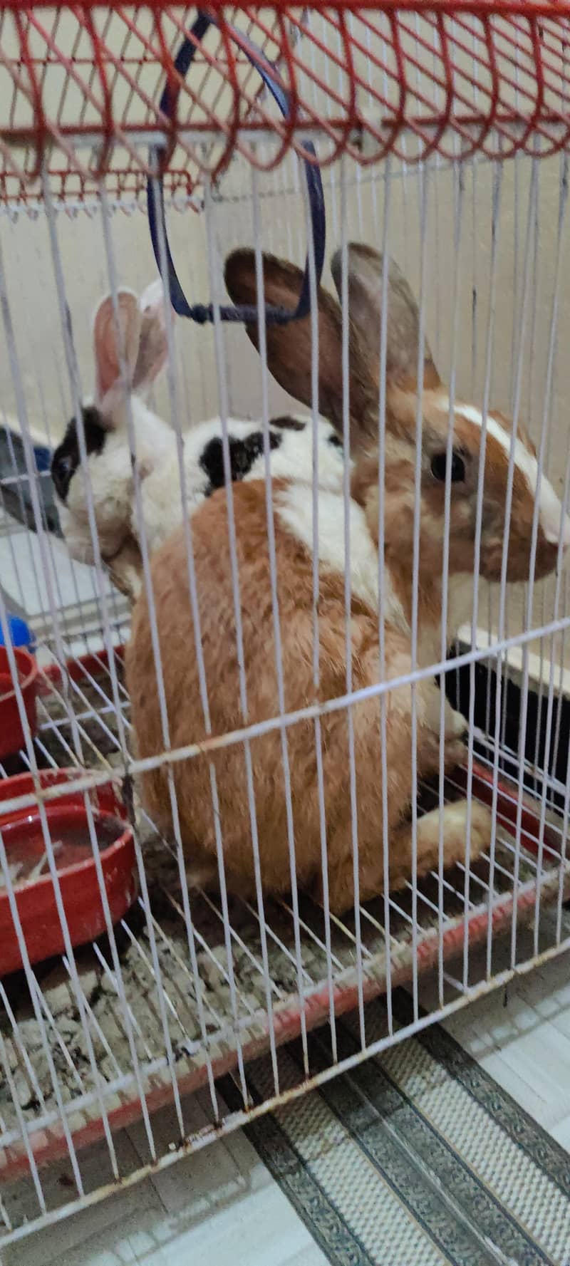 rabits 4