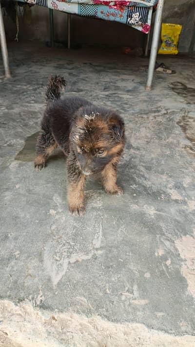 German Shepherd