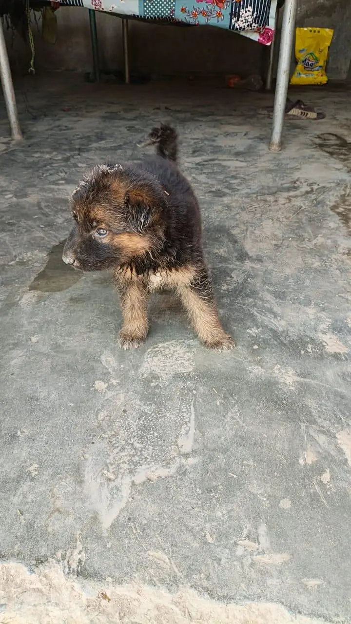 German Shepherd — photo 2