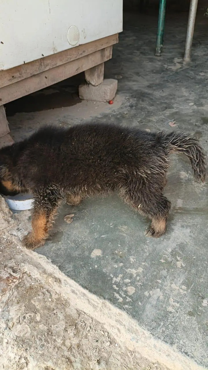 German Shepherd — photo 4