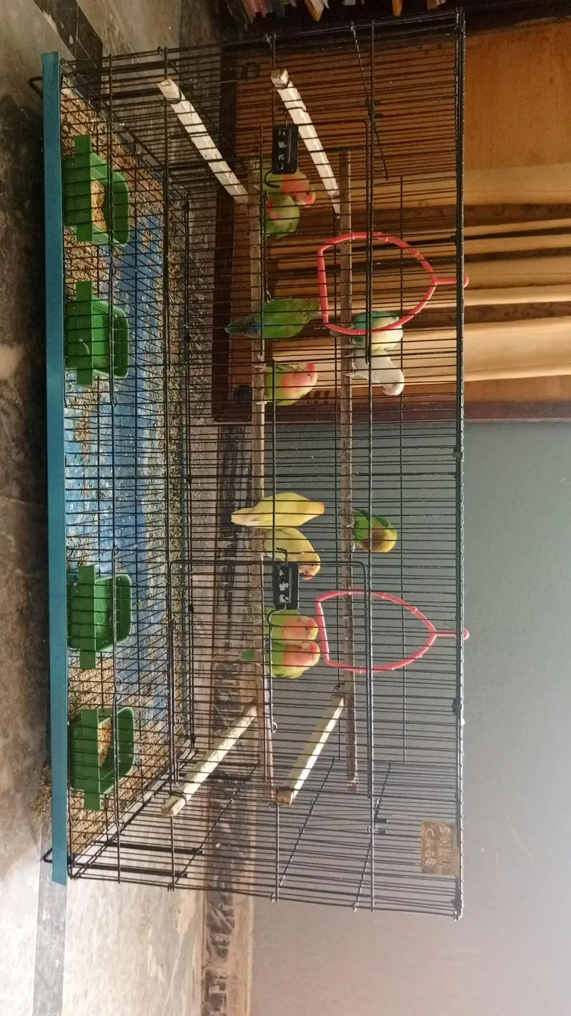 lovebirds 5 pairs and one single fo sale. — photo 2