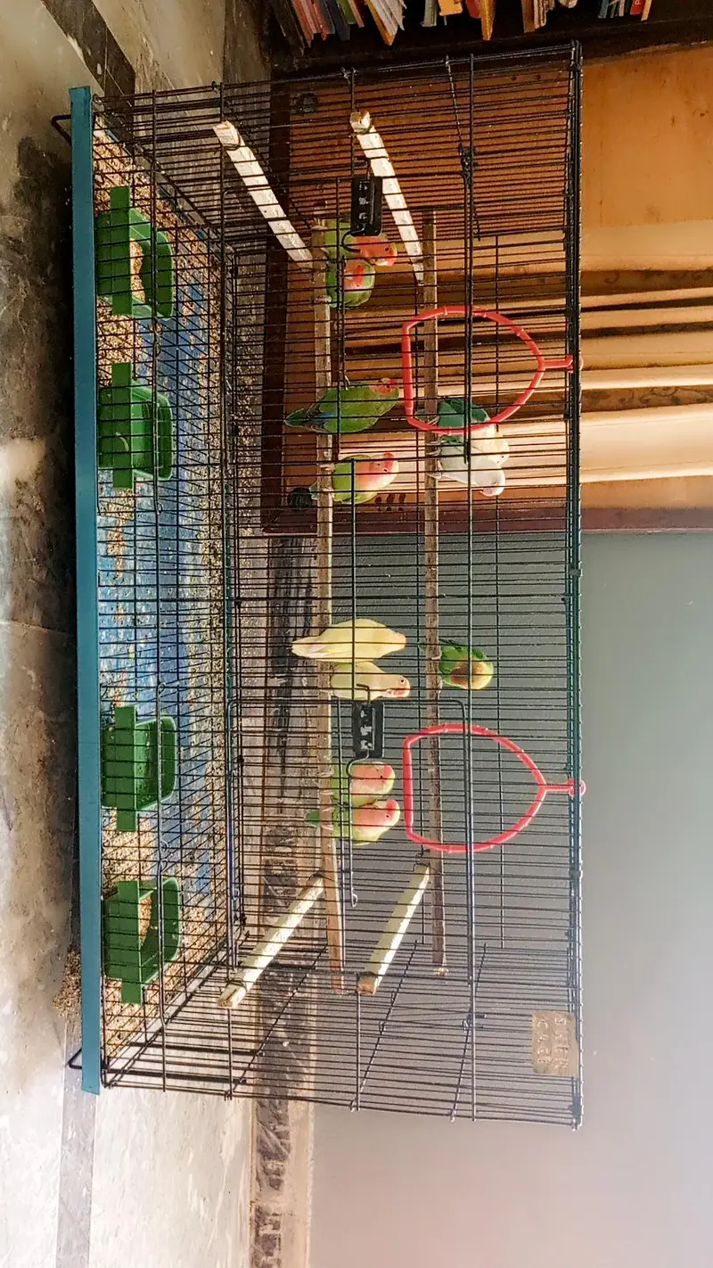 lovebirds 5 pairs and one single fo sale. — photo 3