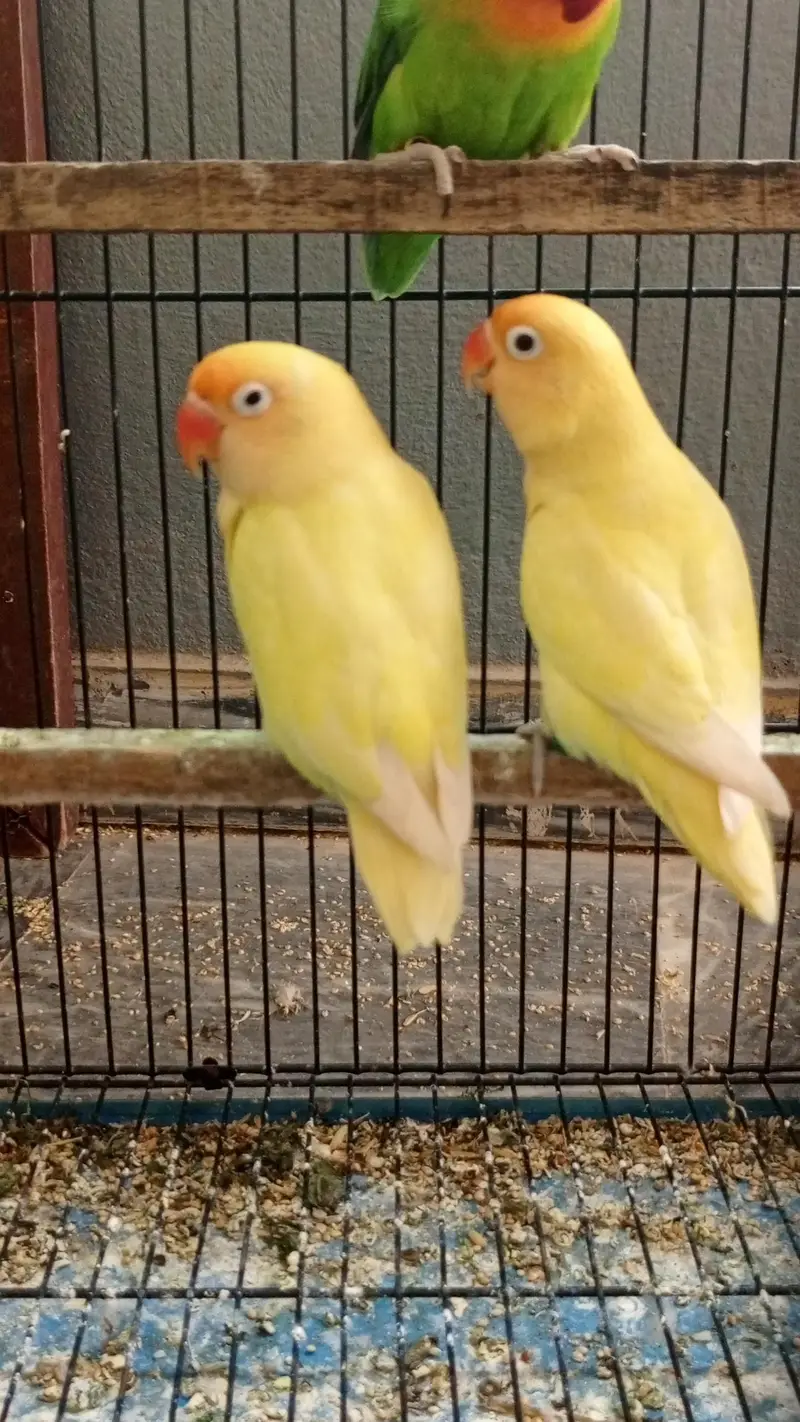 lovebirds 5 pairs and one single fo sale. — photo 4