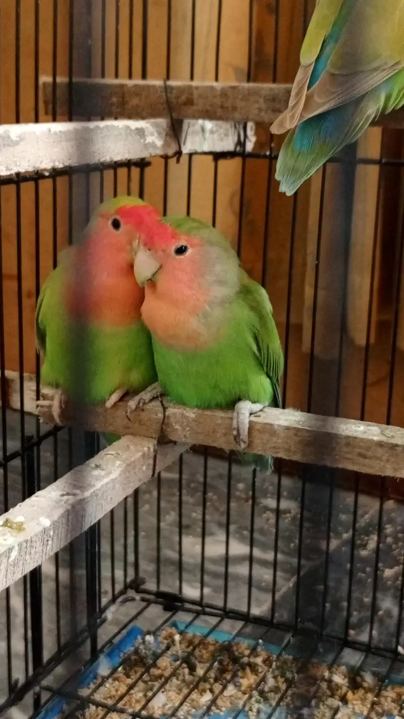lovebirds 5 pairs and one single fo sale. — photo 5