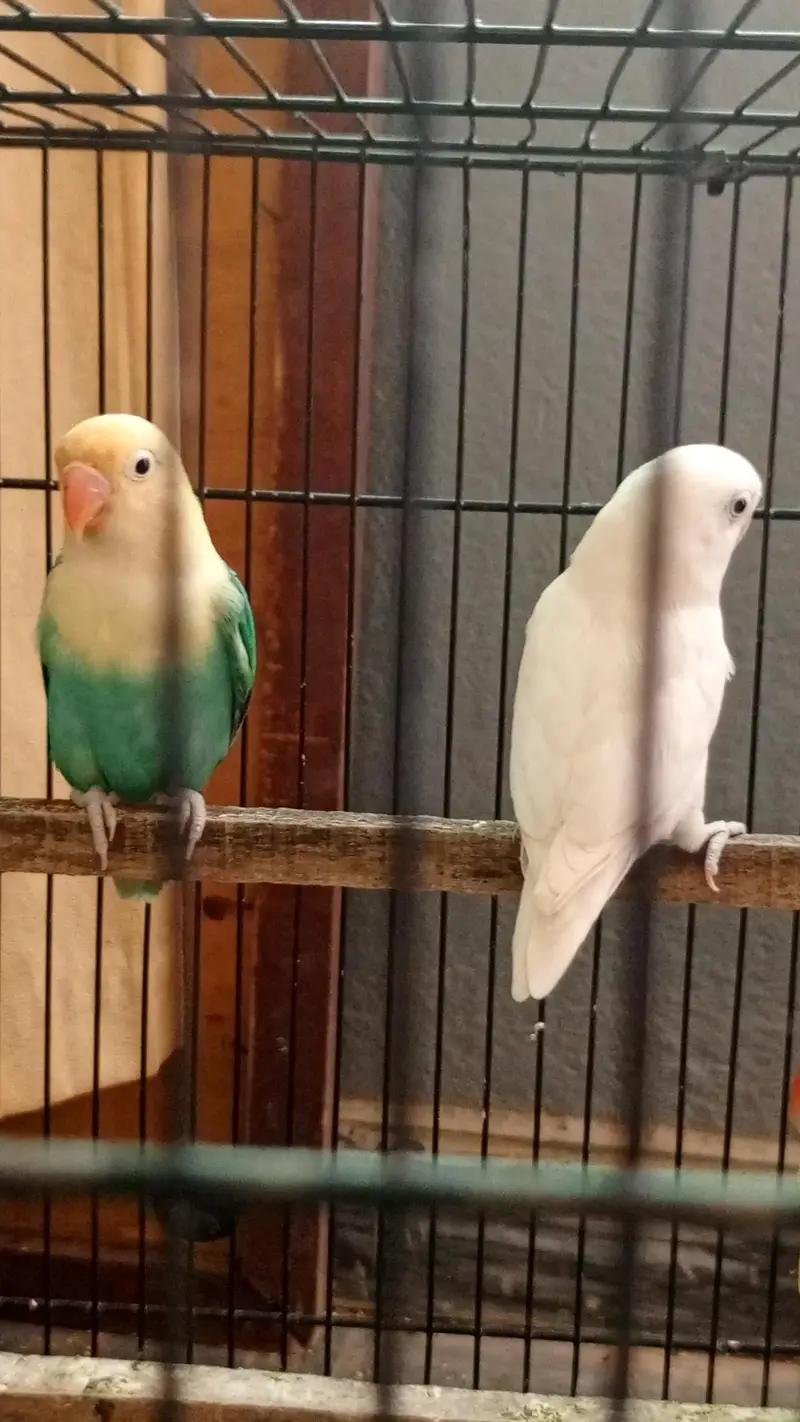lovebirds 5 pairs and one single fo sale. — photo 6