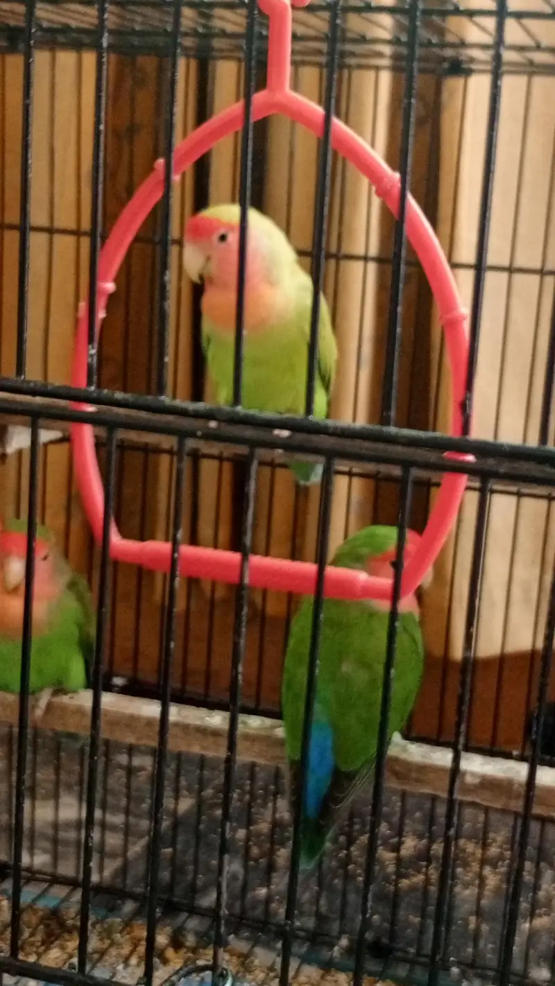 lovebirds 5 pairs and one single fo sale. — photo 7