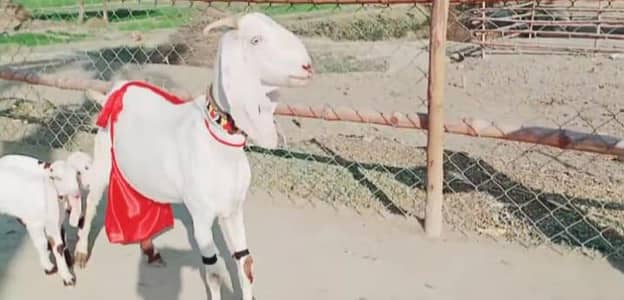 bacchon wali bakri for sale 03223104849