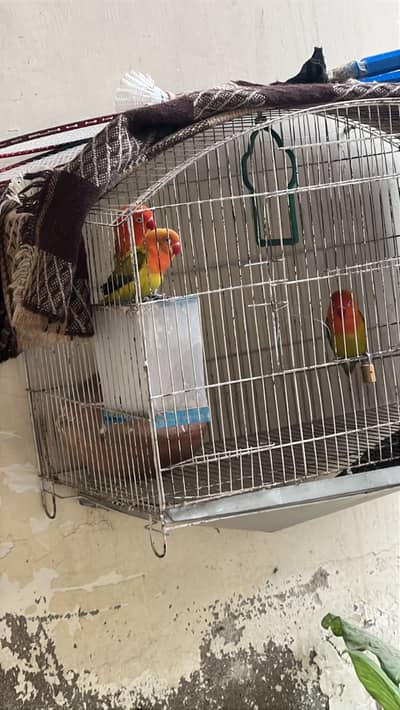 Love birds