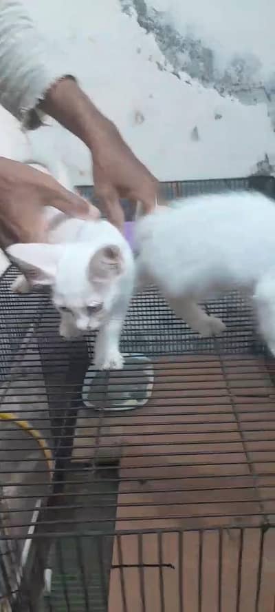 parsion cat baby