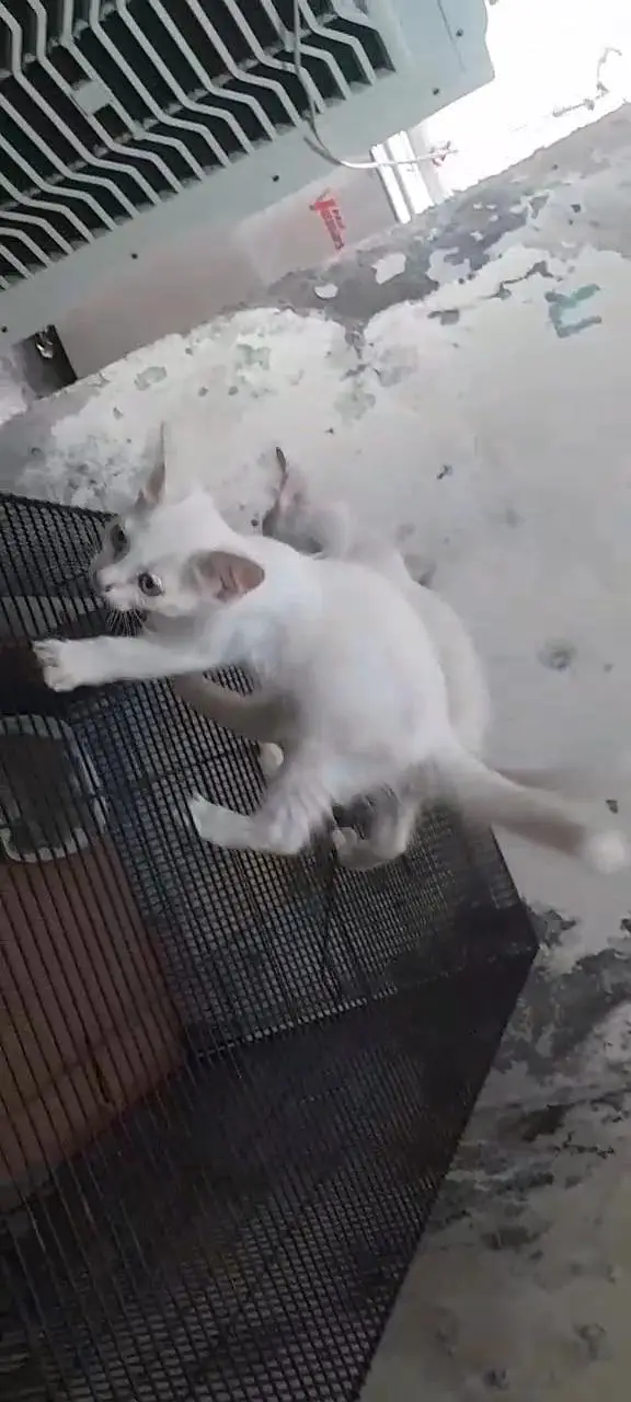 parsion cat baby — photo 3