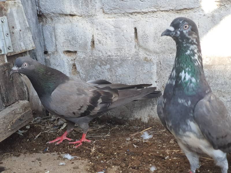 Chapra Pair 0