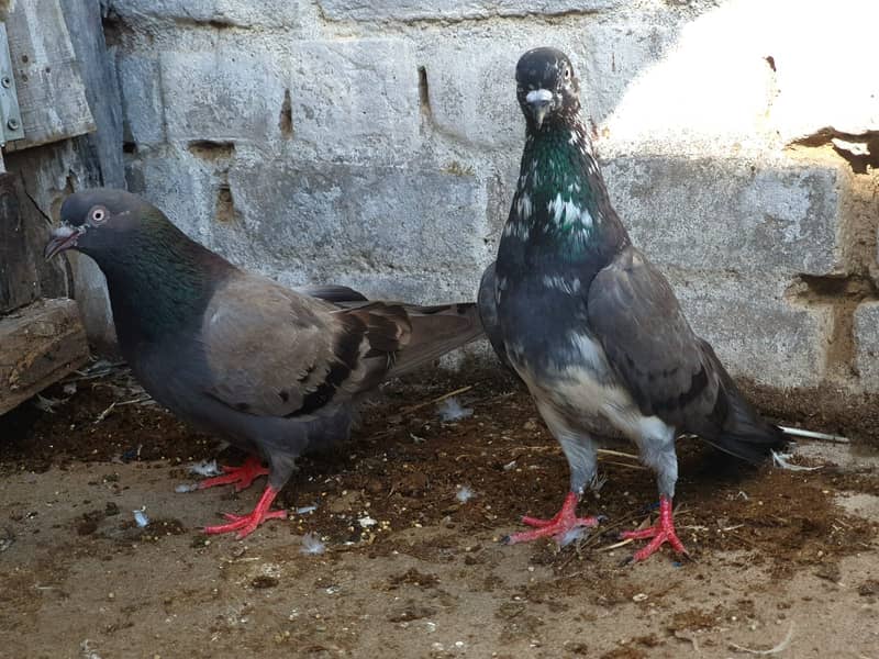 Chapra Pair 2