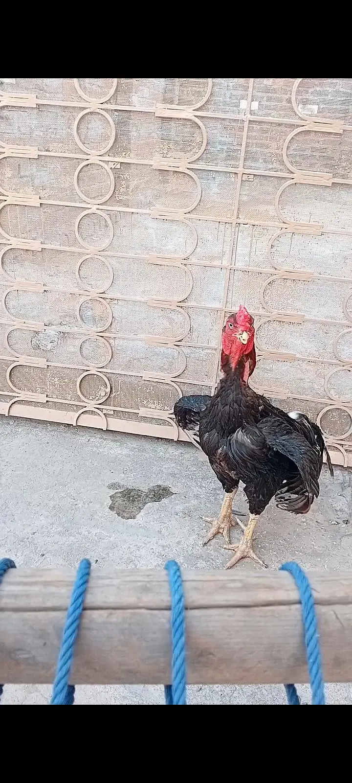 aseel mianwali breeder. . — photo 2