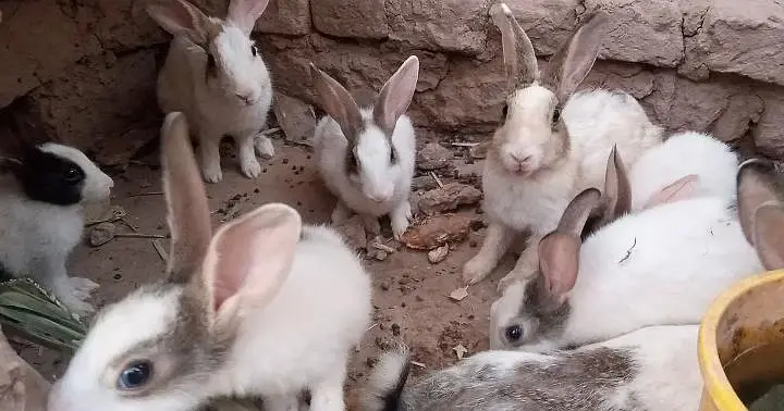 Pure Desi Quality Rabbits — photo 2