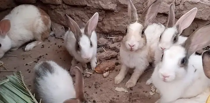Pure Desi Quality Rabbits — photo 3